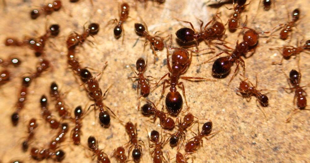 Santa Barbara County responding to infestation of red imported fire ants in Montecito