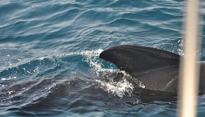 Biólogos dan respuesta a uno de los fenómenos más preocupantes en Gibraltar: por qué las orcas atacan a los barcos