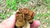 Hunting morels in Wisconsin: Where and when to find the elusive mushroom