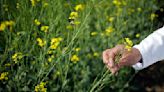 India eyes record rapeseed crop as high prices prompt farmers to plant more