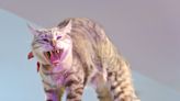 House cat tries to attack prehistoric predator: "Finally a worthy opponent"