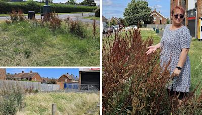 ‘Complicated situation’ as councillor bids to get on top of overgrown grass and weeds