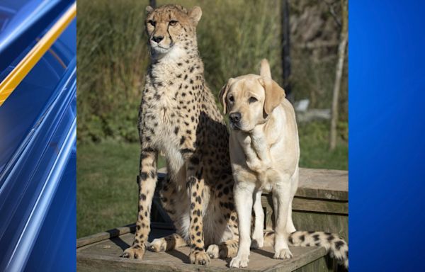 Cheetah whose best friend was a dog dies at Columbus zoo