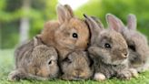 Neumora Stock Hits 2024 Low As Side Effects In Rabbits Torpedo Schizophrenia Drug