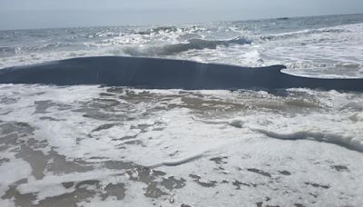 Whale washes up along beach in Delaware near Indian River Inlet