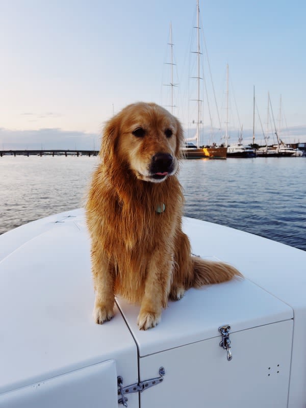 Golden Retriever Cowers in Embarrassment as Mischievous Sibling Goes Rogue in Public