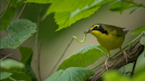 U of I professor shares how to help migrating birds