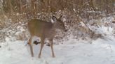 New process for antlerless deer license sales, dates for hunting seasons tentatively approved