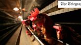 First human case of H5N1 detected in Australia