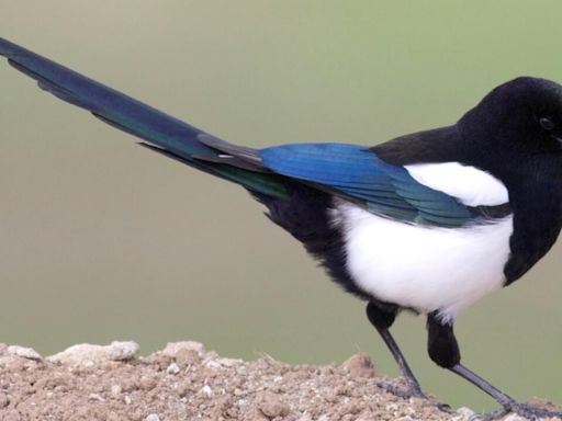 Should magpies be Edmonton's bird? Here's how to cast your vote