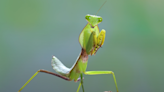 Caring Man Stops to Give Water to a Thirsty Praying Mantis