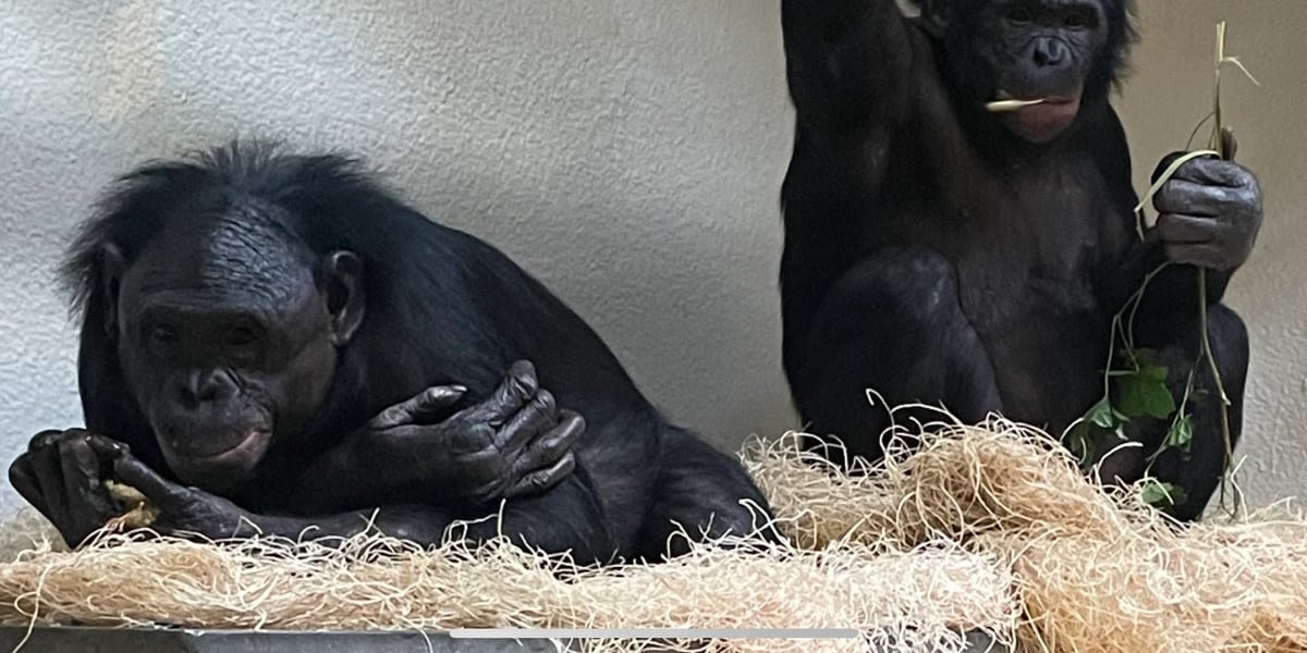 Memphis Zoo’s bonobos relocating to Cincinnati