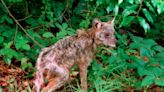 Coyotes aren’t scared of people anymore, and it’s making them bitey