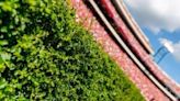 Work begins to replace Sanford Stadium’s iconic hedges at UGA