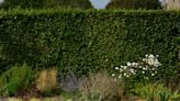6 of the best fast-growing hedges that promise extra privacy in your backyard