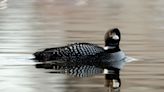 Fewer loon chicks surviving because of climate change, researchers say