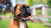 Adorable Boxer Puppy’s 4-Legged Hops Are Making Everyone’s Day