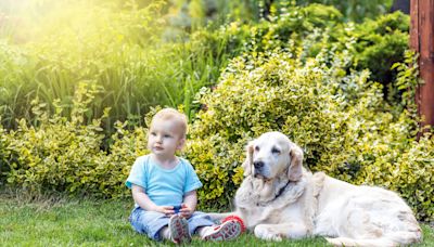 Golden Retriever's Sweet Way of Sharing Toys with Toddler Brother Is Everything