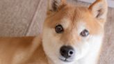 Dogecoin Is Pumping, but Should You Get In On the Rally?