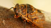 US city to be swarmed by sex-crazed bugs alongside rare 'cicada-geddon' event