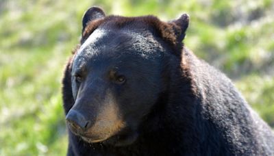 'Every day': Bear sightings surge on the North Shore