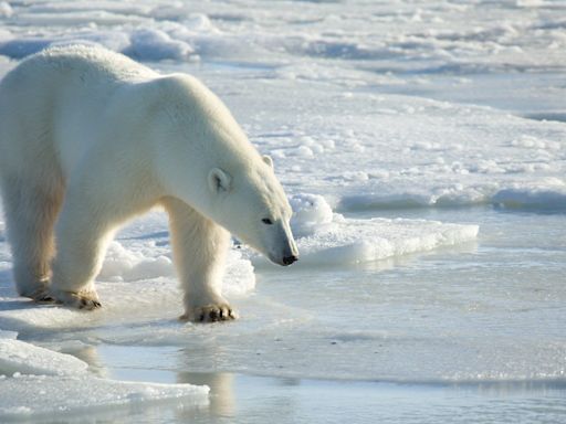 Polar bear fur tags could shed more light on how certain species groups behave