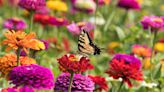 8 Tips For Creating A Beautiful Pollinator Garden