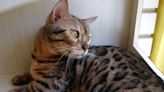 Stunning Bengal Cat Living a Life of Luxury at Wild Cat Sanctuary After Two Failed Adoptions