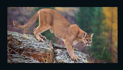 Mountain lion spotted at mobile home park in Milpitas - WSVN 7News | Miami News, Weather, Sports | Fort Lauderdale