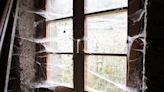 Why Are There No Spiders in Cobwebs? The Mystery Behind the Messy Corner Creepers