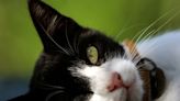 Deadly cat virus in Cyprus could be 'potentially catastrophic for UK'