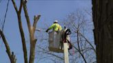 Aggressive disease kills millions of trees across Midwest: Proposed WeEnergies rate hike to fund trimming