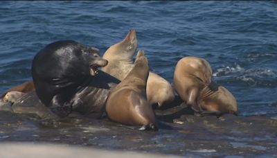 Debate continues over keeping sea lions and visitors safe at La Jolla Cove