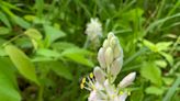 Outdoors column: Wild hyacinth proliferates in this wet, warm spring
