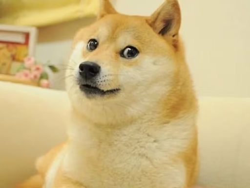 Murió Kabosu, la perrita del meme «Doge» que que inspiró el logo de una criptomoneda - Diario Río Negro