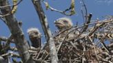 Leaders appear skeptical of south Charlotte apartment community near eagle nest