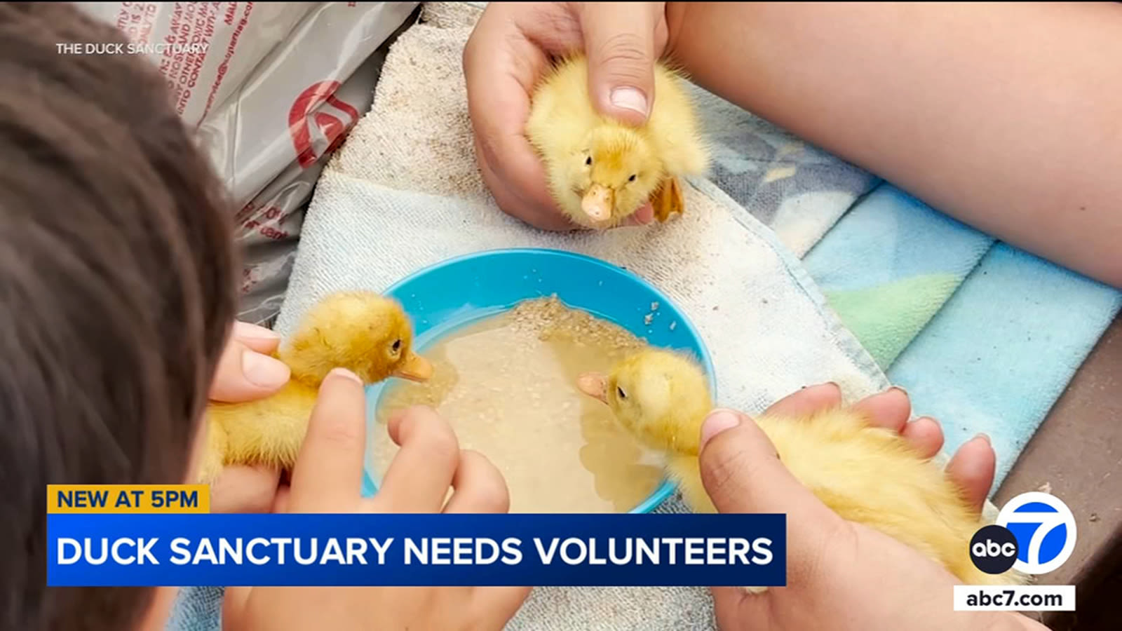 Dozens of duck eggs hatch before cooking, leaving IE sanctuary with influx of ducklings