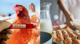 Can You Get Bird Flu From Eggs and Milk? Everything to Know About Avian Influenza