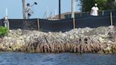 Resort pays high fine for destroying mangrove forest that will take 25 years to regrow