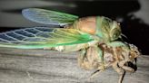 Arkansas Preps for Noisy Symphony of Cicadas