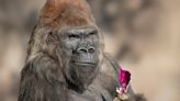 Sacrificaron a Winston, el popular gorila del zoológico de San Diego