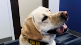 Smelling technology? Meet the Memphis police dog combatting internet crimes against kids