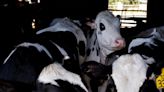 Bird flu likely circulated in US cows for four months before diagnosis -paper