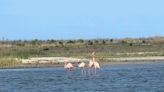 Flamingos scattered from Florida home after Hurricane Ida have been sighted in Terrebonne