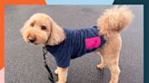 The 6 Best Dog Jackets of 2024, Tested and Reviewed by Experts (Our Dogs)