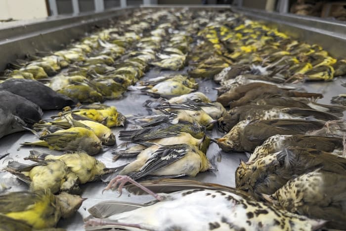 Chicago exhibition center modifying windows to prevent bird strikes after massive kill last year