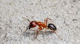 Ants amputate their nestmates’ limbs to save them from infection