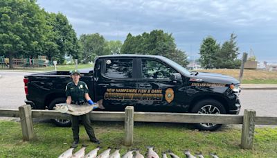 Fisherman caught with oversized stripers in NH; planned to sell them in Mass.