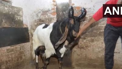 Eid-al-Adha: Madhya Pradesh man sells sacrificial goats priced at Rs 50,000-Rs 7.5 lakh. Watch