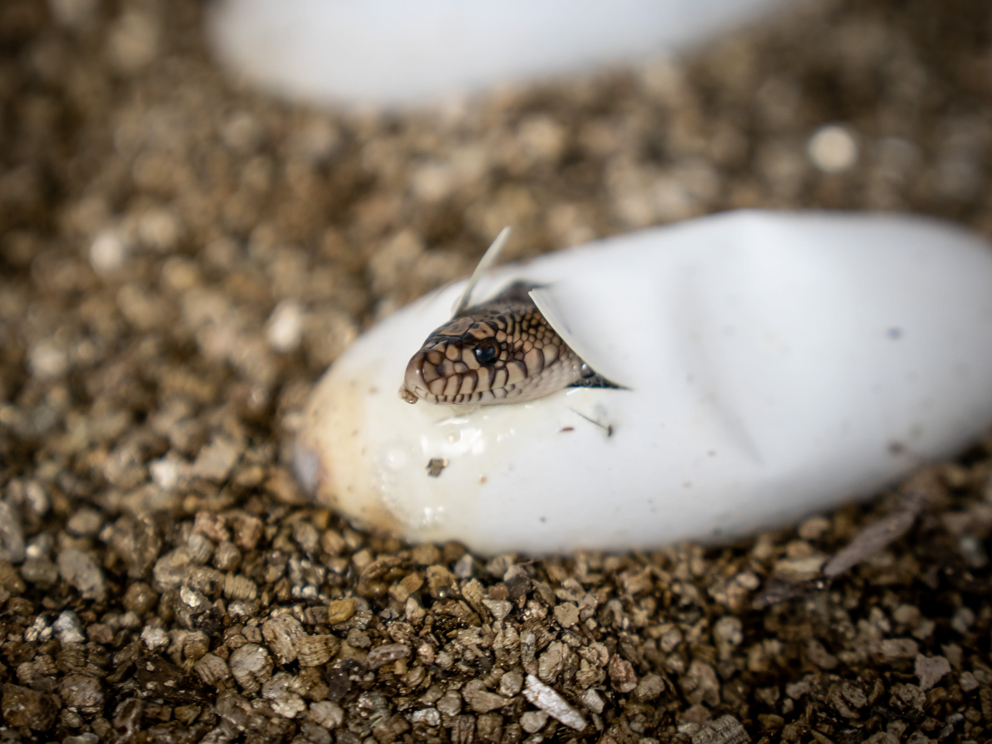 One of the rarest snakes in the US hatches at Memphis Zoo